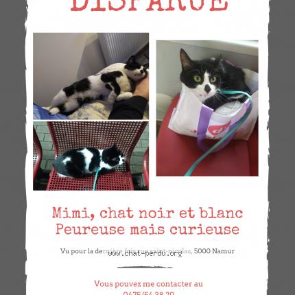 Photo 1/1 Mimi Chat lost in Namur