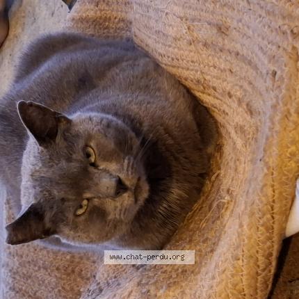 Photo 1/1 Found cat Found in L hermenault