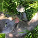 Picture of cat lost at Mayenne