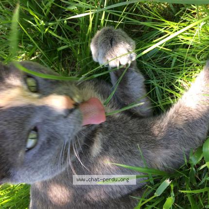 Photo 1/1 Aglaé Chat lost in Mayenne