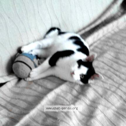 Photo 1/1 Virginie Chat lost in Geaune