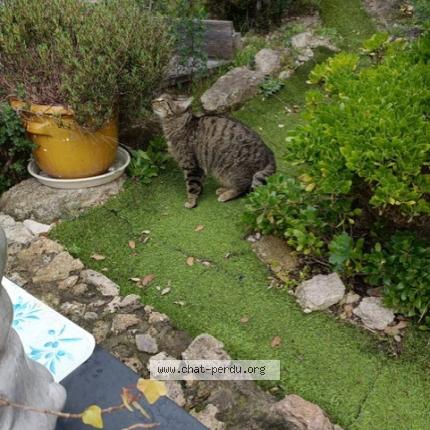 Photo 1/1 Cat reunited Lost in Frejus