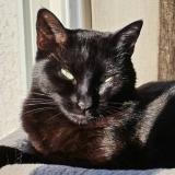 Picture of cat lost at Lezignan Corbieres