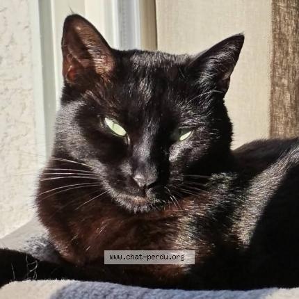 Photo 1/1 Maya Chat lost in Lezignan corbieres