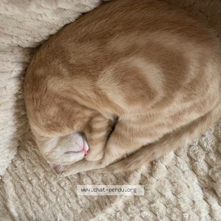 Photo 1/1 caramel Chat lost in Bouafle