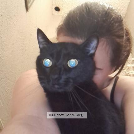 Photo 1/1 Felix Chat lost in Nivolas vermelle