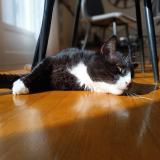 Picture of cat lost at Neufchateau