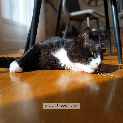 Photo 1/1 Socrate Chat lost in Neufchateau