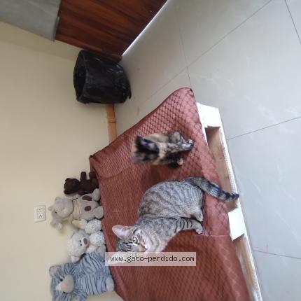 Photo 1/1 Motita Chat lost in Cuenca