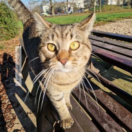 Photo 1/1 Suzette Chat lost in Pace