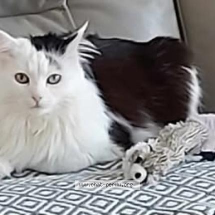 Foto van vermiste kat in Ville Pommeroeul