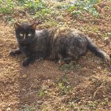 Picture of cat lost at Chassieu 69680