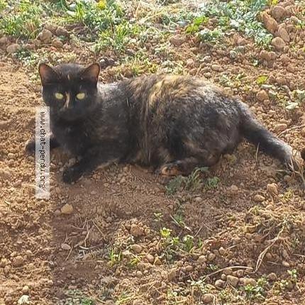 Photo 1/1 FiFi Chat lost in Chassieu 69680