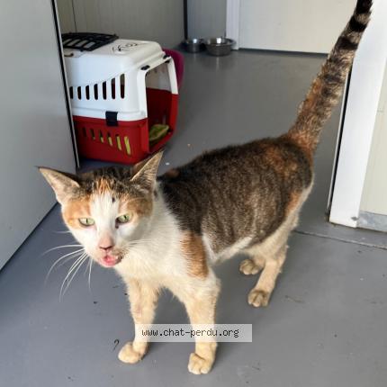 Photo 1/1 Found cat Found in Roubaix