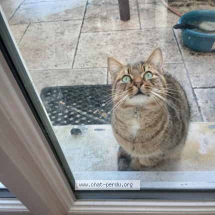 Photo 1/1 Found cat Found in Emerainville