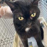 Picture of cat found at Roubaix