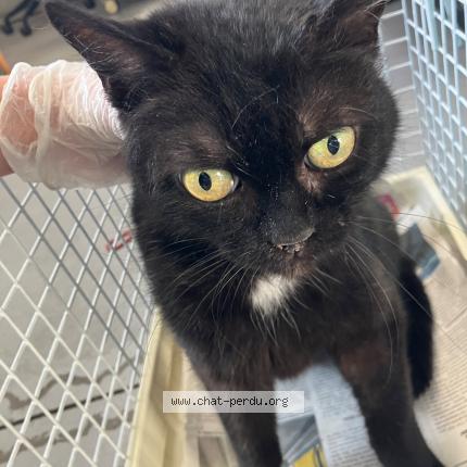 Photo 1/1 Found cat Found in Roubaix