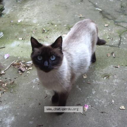 Photo 1/1 Plume Chat lost in Bren