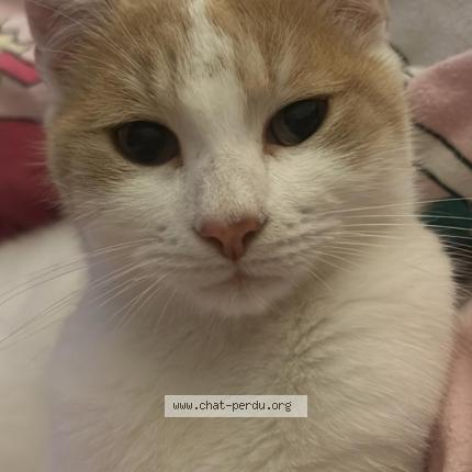 Photo 1/1 Pamuk Chat lost in Leernes