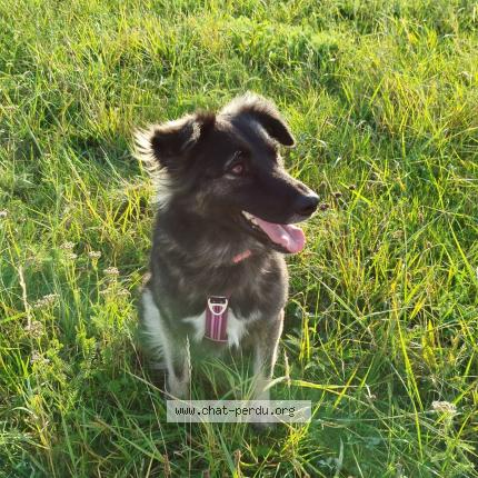 Photo 1/1 Douschka Chat lost in Sarreguemines