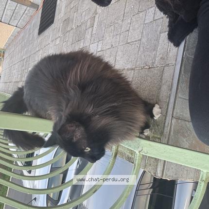 Photo 1/1 Found cat Found in Lentilly