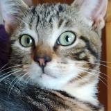 Picture of cat lost at Pont De Buis