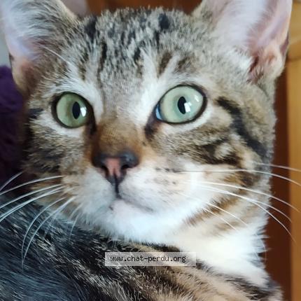 Photo 2/2 Yolo Chat lost in Pont de buis