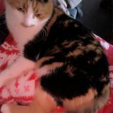 Picture of cat lost at Bouge Chambalud