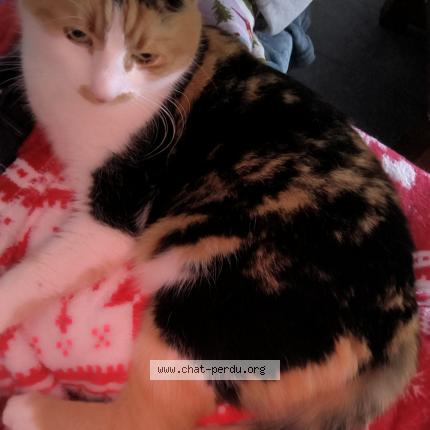 Photo 1/1 Mia Chat lost in Bouge chambalud