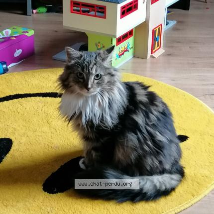 Photo 1/1 Manga Chat lost in Wizernes