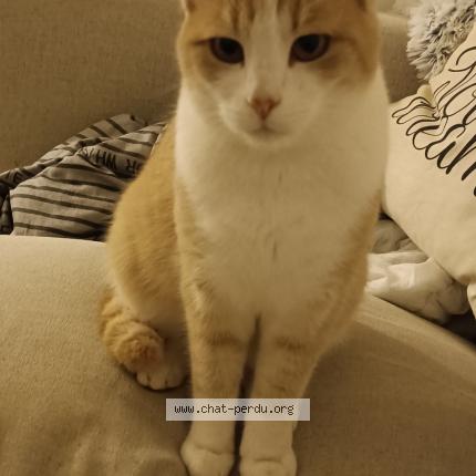 Photo 1/1 Tchoupi Chat lost in Saint malo