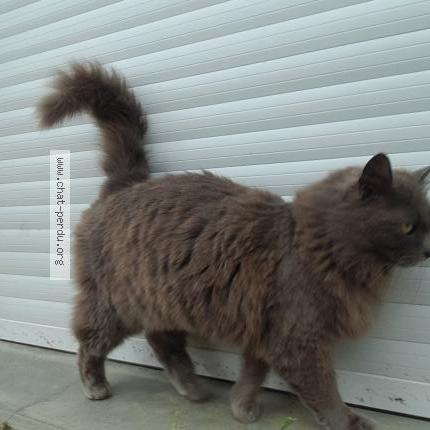 Photo 1/1 Minette Chat lost in Latille