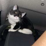 Picture of cat lost at Villeneuve Saint Georges