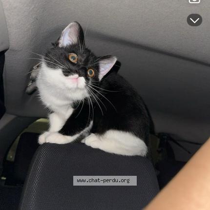 Photo 1/1 Nala Chat lost in Villeneuve saint georges