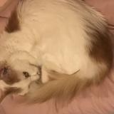 Picture of cat lost at Aix En Provence