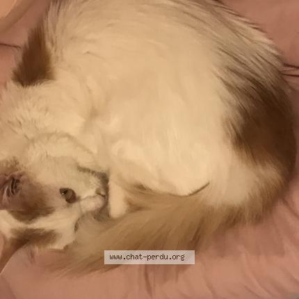 Photo 1/1 Myo Chat lost in Aix en provence