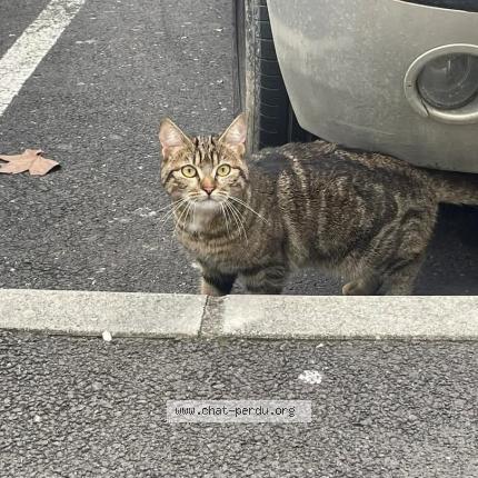 Photo 1/1 Rico Chat lost in Beziers