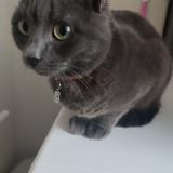 Picture of cat lost at Deuil La Barre