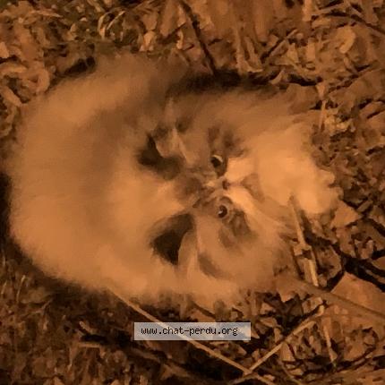 Photo 1/1 Found cat Found in Saint nazaire