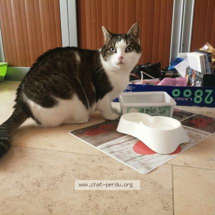 Photo 1/1 Bulle Chat lost in Manage