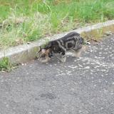 Picture of cat found at St Andre De Sangonis