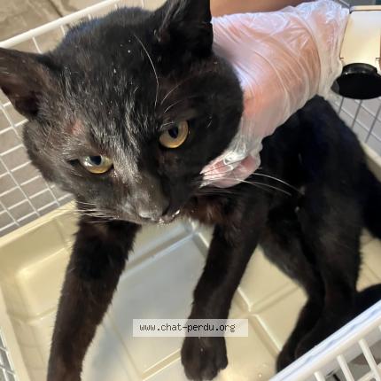 Photo 1/1 Found cat Found in Roubaix