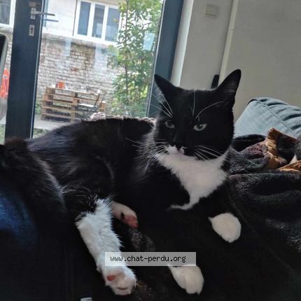 Foto 1/1 Kat teruggevonden Vermist in Schaerbeek