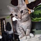 Picture of cat lost at Binche