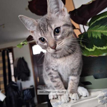 Photo 1/1 Edward Chat lost in Binche