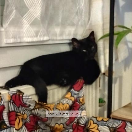 Photo 1/1 Loulou Chat lost in Valence