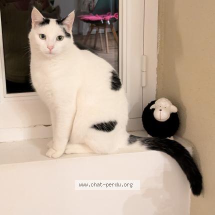 Photo 1/1 Bernik Chat lost in Les sables d olonne