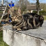 Picture of cat lost at Fontaines