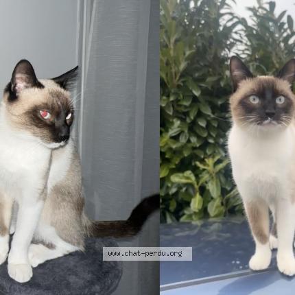 Photo 1/1 Samba Chat lost in Ploeren