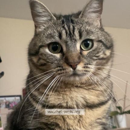 Photo 1/1 Diva Chat lost in Troyes